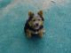 Norwich Terrier Puppies for sale in Beaver Creek, CO 81620, USA. price: NA