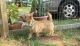 Norwich Terrier Puppies for sale in Sacramento, CA, USA. price: NA