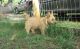 Norwich Terrier Puppies for sale in San Bernardino, CA, USA. price: $500