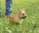 Norwich Terrier Puppies for sale in Los Altos, CA, USA. price: $500