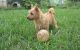 Norwich Terrier Puppies for sale in Detroit, MI, USA. price: $700