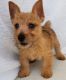 Norwich Terrier Puppies for sale in Houston, TX, USA. price: $400