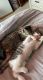Ocicat Cats for sale in Orland Park, IL, USA. price: $400