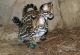 Ocicat Cats for sale in New York, NY, USA. price: $800