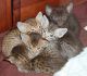 Ocicat Cats for sale in Carlsbad, CA, USA. price: NA