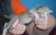 Ocicat Cats for sale in Concord, CA, USA. price: NA