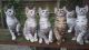 Ocicat Cats for sale in Indianapolis Blvd, Hammond, IN, USA. price: NA