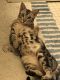 Ocicat Cats for sale in Myrtle Beach, SC, USA. price: $200