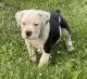 Old English Bulldog Puppies for sale in New London, IA 52645, USA. price: $1,300