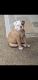 Old English Bulldog Puppies for sale in Valrico, FL, USA. price: NA