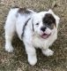 Old English Bulldog Puppies for sale in Wise County, TX, USA. price: NA