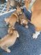 Old English Bulldog Puppies for sale in Martinsville, VA 24112, USA. price: $700