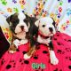 Old English Bulldog Puppies for sale in North Plains, OR 97133, USA. price: NA