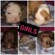 Old English Bulldog Puppies for sale in Wauconda, IL 60084, USA. price: $1,300