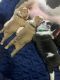 Old English Bulldog Puppies for sale in Johnston, RI 02919, USA. price: NA