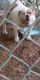 Old English Bulldog Puppies for sale in Roanoke, VA, USA. price: $200
