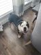 Old English Bulldog Puppies for sale in Aubrey, TX, USA. price: $1,200