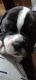 Old English Bulldog Puppies for sale in Rock Island, IL, USA. price: $1,200