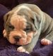 Old English Bulldog Puppies for sale in Suwanee, GA 30024, USA. price: $1,295