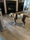 Old English Bulldog Puppies for sale in Jacksonville, NC, USA. price: $500