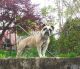 Old English Bulldog Puppies for sale in Bristol, CT 06010, USA. price: NA