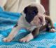 Old English Bulldog Puppies for sale in Dequincy, LA 70633, USA. price: NA