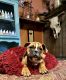 Old English Bulldog Puppies for sale in 202 Sprandel Ln, Miles City, MT 59301, USA. price: NA