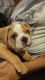 Old English Bulldog Puppies for sale in Killeen, TX, USA. price: NA