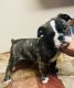 Old English Bulldog Puppies for sale in Oakalla, TX 78608, USA. price: $800