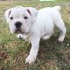 Old English Bulldog Puppies for sale in Orofino, ID 83544, USA. price: $2,000