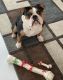 Old English Bulldog Puppies for sale in Norwood, MA, USA. price: $4,000