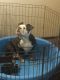 Old English Bulldog Puppies for sale in Spanaway, WA, USA. price: NA