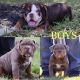 Old English Bulldog Puppies for sale in Humble, TX, USA. price: $3,500