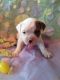 Old English Bulldog Puppies for sale in Cincinnati, OH, USA. price: $1,200