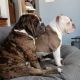 Old English Bulldog Puppies for sale in 2006 University Dr, Durham, NC 27707, USA. price: $35,005,000