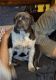Old English Bulldog Puppies for sale in Winston-Salem, NC, USA. price: $2,500