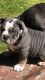Old English Bulldog Puppies for sale in Spanaway, WA, USA. price: NA