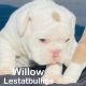 Old English Bulldog Puppies for sale in Northridge, Los Angeles, CA, USA. price: $3,500