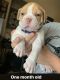 Old English Bulldog Puppies for sale in GLMN HOT SPGS, CA 92583, USA. price: $2,500
