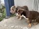 Old English Bulldog Puppies for sale in Sun Valley, Los Angeles, CA, USA. price: NA