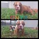 Old English Bulldog Puppies for sale in Ocala, FL, USA. price: $2,300