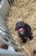 Old English Bulldog Puppies for sale in Staunton, VA 24401, USA. price: NA