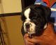 Old English Bulldog Puppies for sale in Madison, GA 30650, USA. price: NA