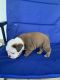 Old English Bulldog Puppies for sale in Bowman, GA 30624, USA. price: $1,500