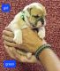 Old English Bulldog Puppies for sale in Athens, AL, USA. price: $1,500