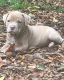 Old English Bulldog Puppies for sale in Hohenwald, TN 38462, USA. price: $1,000