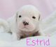 Old English Bulldog Puppies for sale in Orofino, ID 83544, USA. price: $2,000