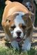 Old English Bulldog Puppies for sale in Athens, AL, USA. price: $1,000