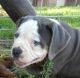 Old English Bulldog Puppies for sale in Rockford, IL, USA. price: $2,000