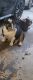 Old English Bulldog Puppies for sale in 1019 Valley View Rd SE, Atlanta, GA 30315, USA. price: $2,000